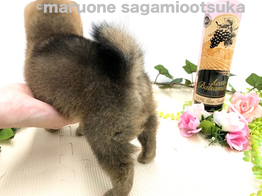 お尻を出した子、1等賞～♪ | 豆柴 （814485） - ペットショップ マルワン相模大塚 神奈川県大和市