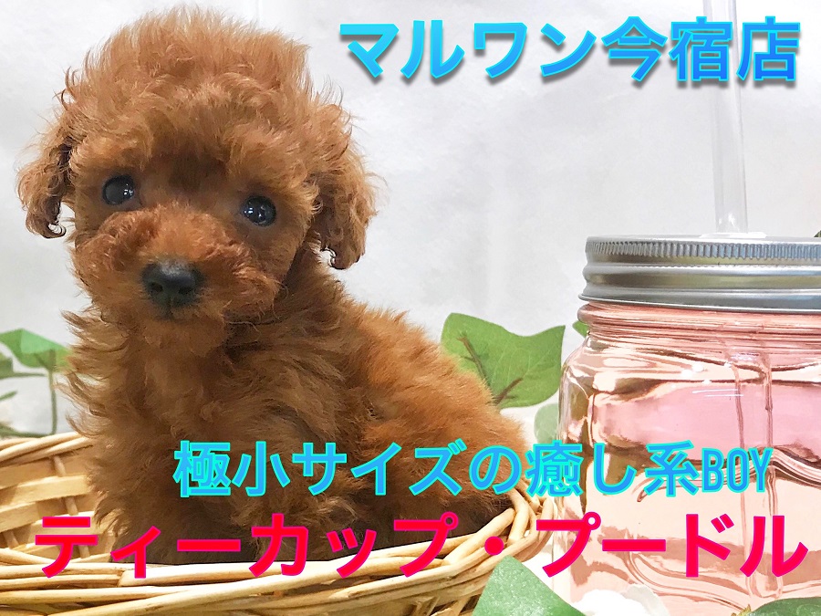 【 ティーカップ・プードル 】生後55日で338gの驚異の極小サイズ！マズル短め癒し系BOY！母性をくすぐるフォトショット満載です♡今宿店NO.120133
