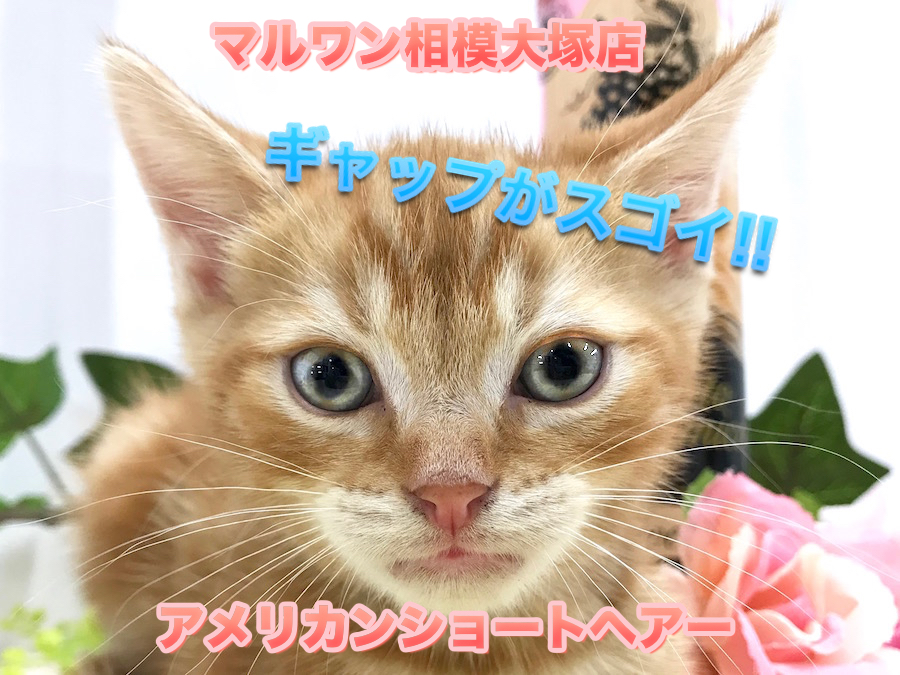 【 アメリカンショートヘア 】イケメンニャンコのギャップがスゴイ!!眠むたそうな顔が可愛くてたまらない！No.814482