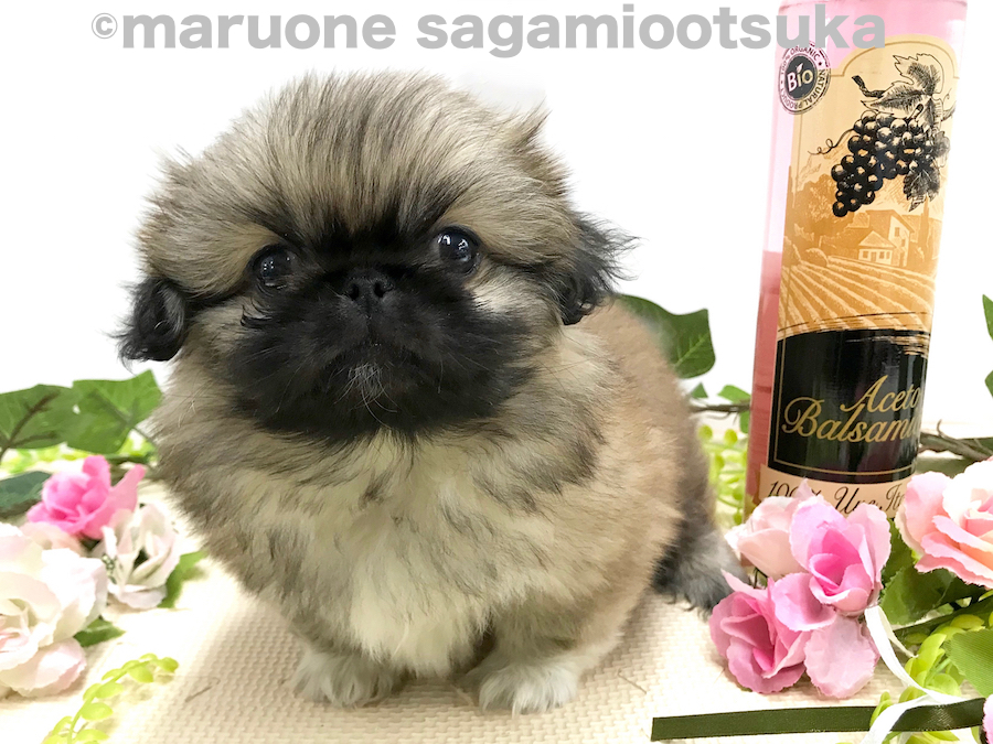 まん丸ボディの超おっとりさん | ペキニーズ （814483） - ペットショップ マルワン相模大塚 神奈川県大和市