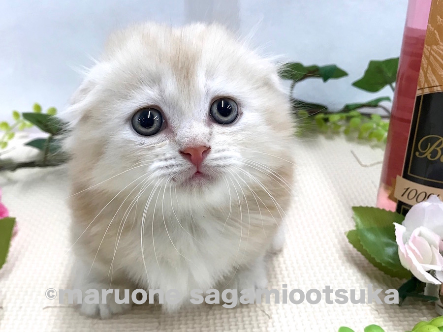 自慢の短足でキャットライフを駆け回る♪ | マンチカン （814480） - ペットショップ マルワン相模大塚 神奈川県大和市