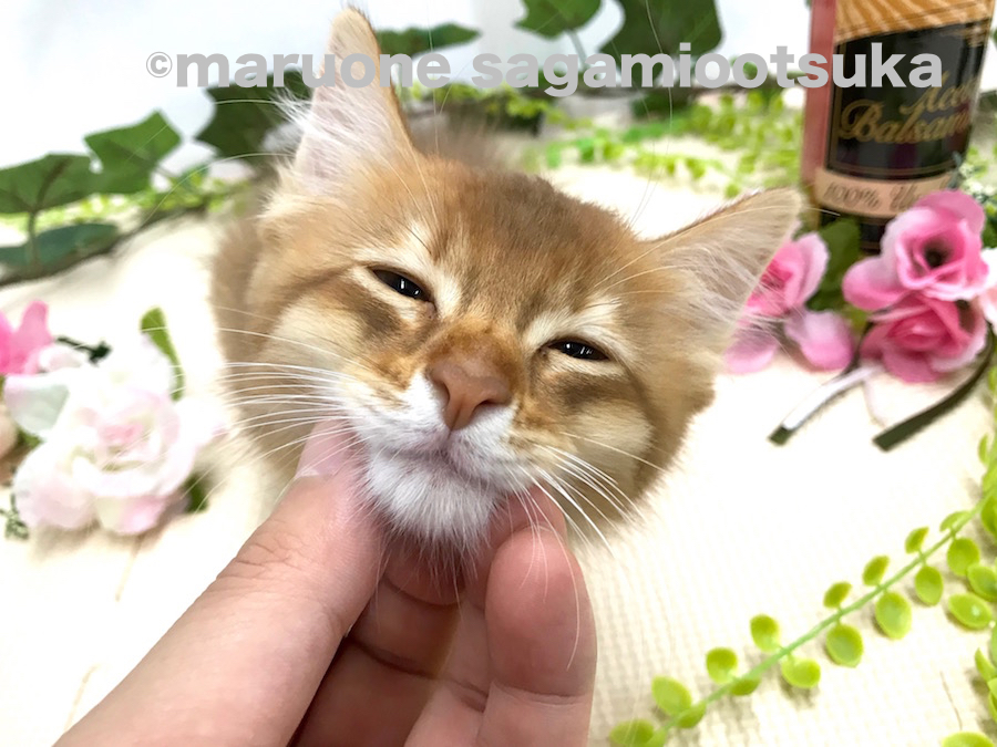 撫でられるのが大好き | ソマリ （814484） - ペットショップ マルワン相模大塚 神奈川県大和市