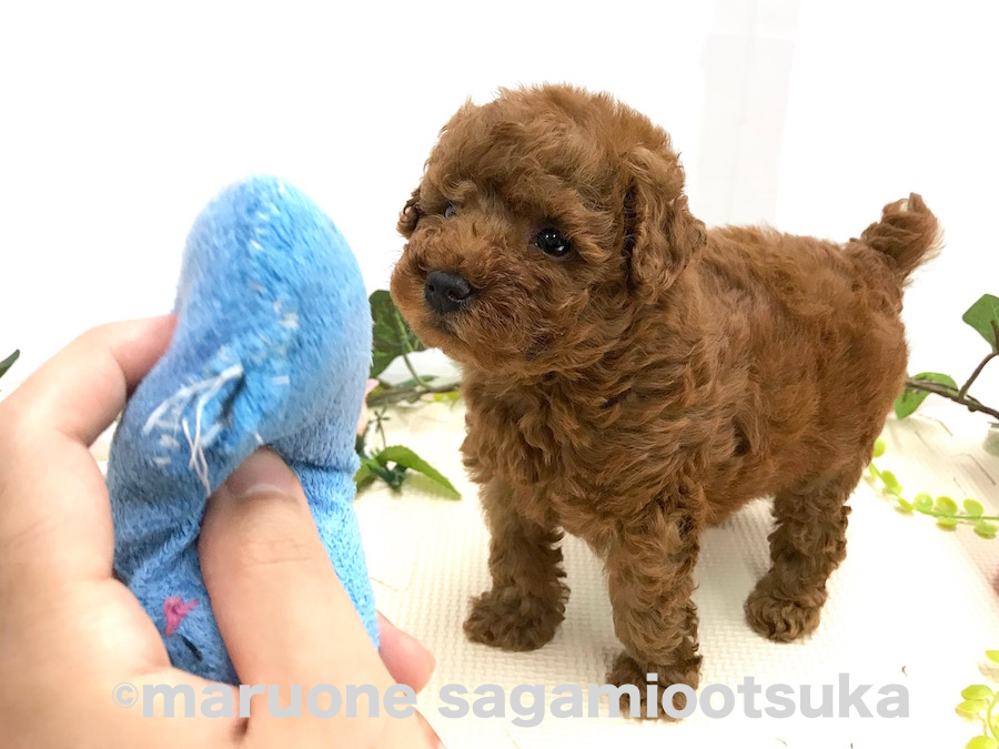 遊ぶことが大好き♪ | トイ・プードル （814478） - ペットショップ マルワン相模大塚 神奈川県大和市