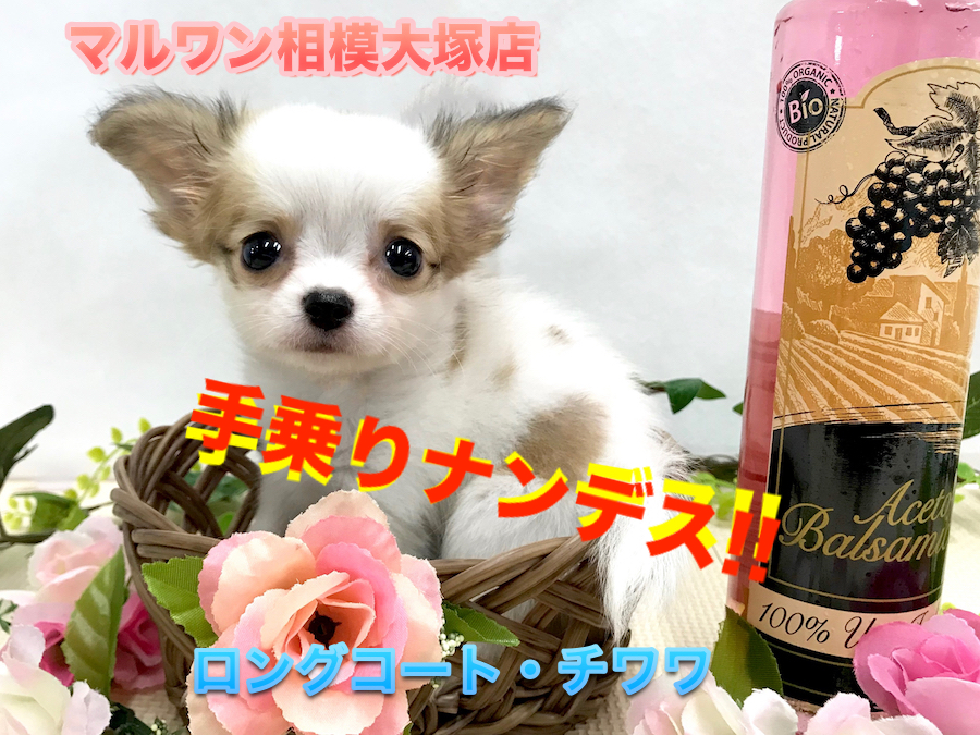 【 小さめチワワ 】直径16cmのカゴにスッポリ！手に乗るほど小さいチワワ！ No.814481