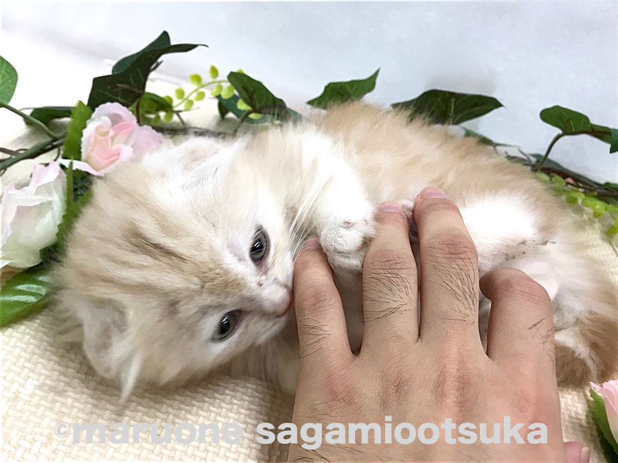 小さな頃から、怖くないよ～と撫でてあげましょう | マンチカン （814480） - ペットショップ マルワン相模大塚 神奈川県大和市