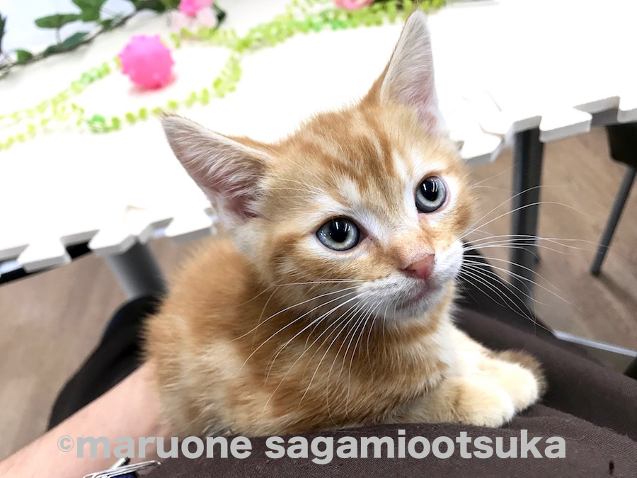 猫ちゃんなのに抱っこ大好き！ | アメリカンショートヘア （814482） - ペットショップ マルワン相模大塚 神奈川県大和市