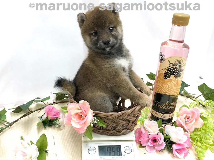 生後53日時点での体重は758g | 豆柴 （814485） - ペットショップ マルワン相模大塚 神奈川県大和市
