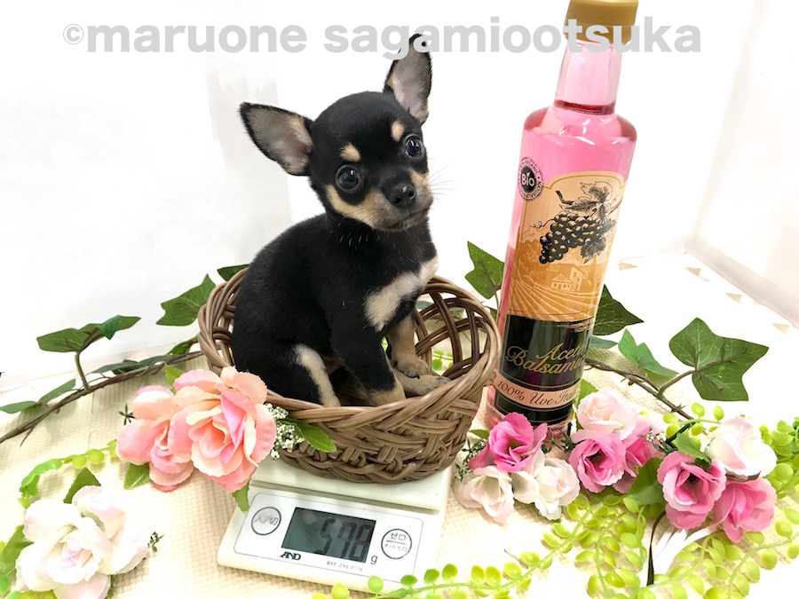 生後52日時点での体重は578g | チワワ（スムースコート） （814479） - ペットショップ マルワン相模大塚 神奈川県大和市