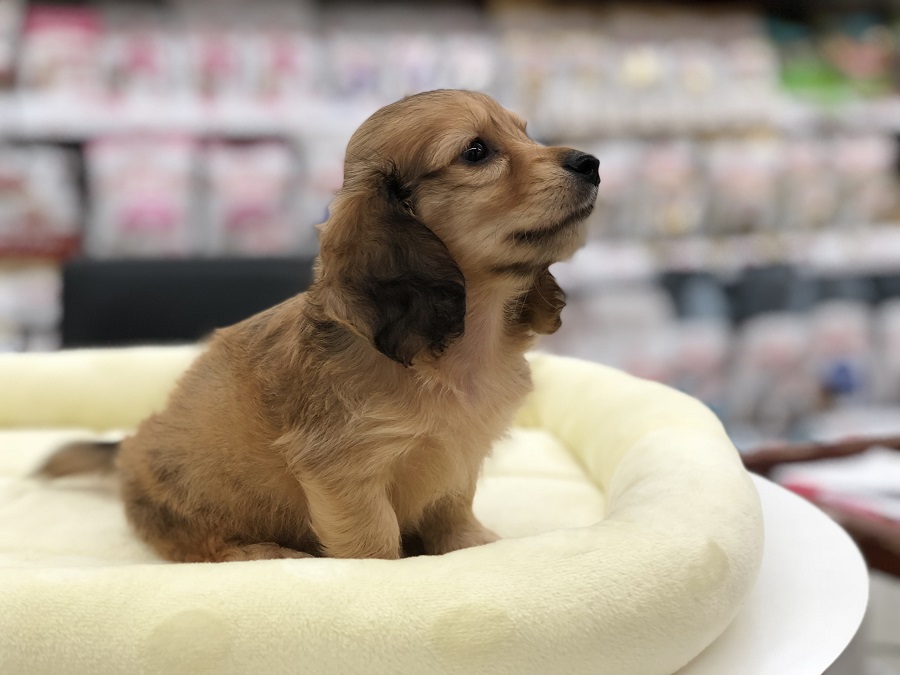 温厚で甘えん坊な、お姫様の様なダックスちゃん | ミニチュア・ダックスフント （311813） - ペットショップ マルワン港北ニュータウン 神奈川県 横浜市 都筑区