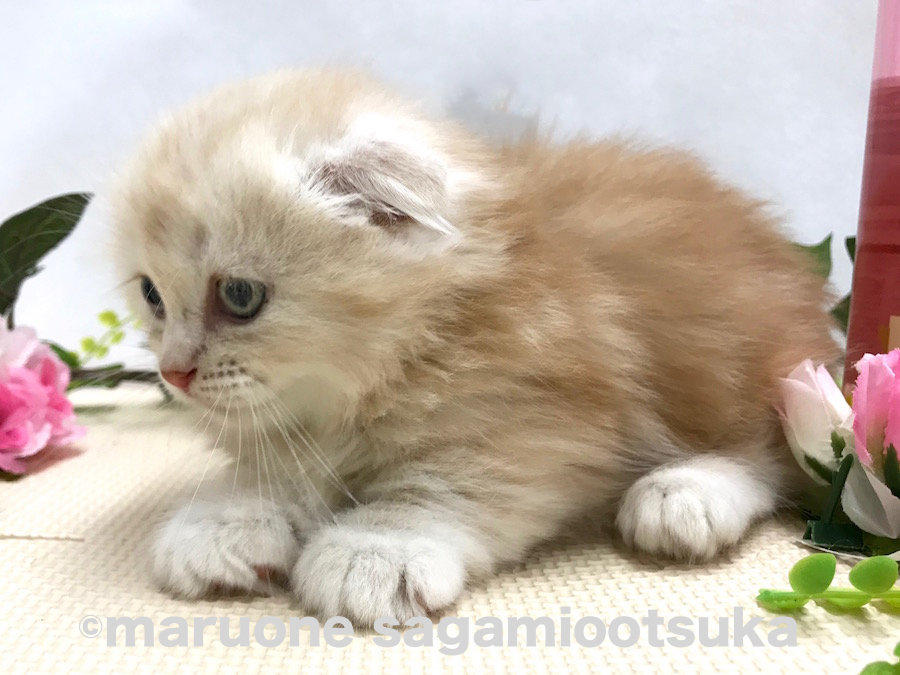 足の長さは4cm | マンチカン （814480） - ペットショップ マルワン相模大塚 神奈川県大和市