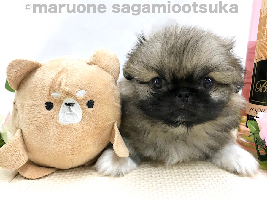 お気に入りのおもちゃと2ショット | ペキニーズ （814483） - ペットショップ マルワン相模大塚 神奈川県大和市