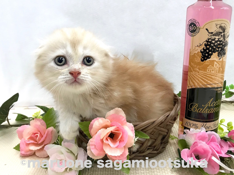 直径16cmのカゴにスッポリ | マンチカン （814480） - ペットショップ マルワン相模大塚 神奈川県大和市