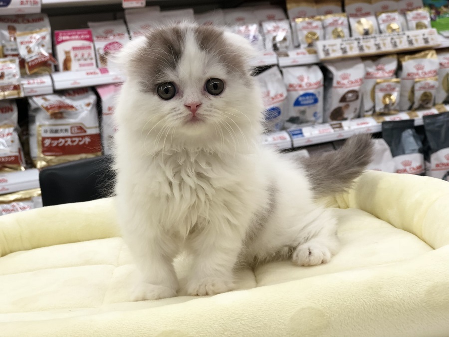 穏やかでとても飼いやすいとされている猫種 | スコティッシュ・フォールド （311814） - ペットショップ マルワン港北ニュータウン 神奈川県 横浜市 都筑区