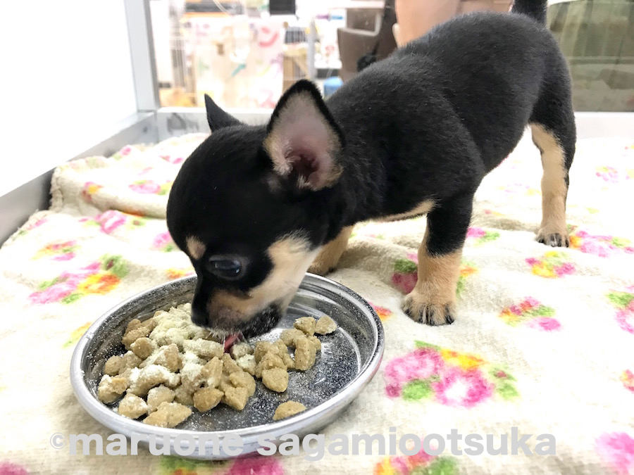 食欲旺盛、元気っ子 | チワワ（スムースコート） （814479） - ペットショップ マルワン相模大塚 神奈川県大和市