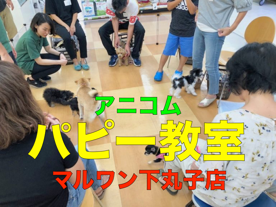 【パピー教室】マルワン✕アニコム合同イベント！下丸子店報告レポート！