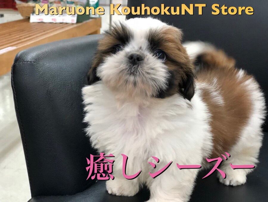 【 癒し シーズー 】マルワンスタッフが癒される♡激カワシーズーちゃんをご紹介！！ ペットショップ マルワン港北NT店（横浜市） 子犬情報 NO.311812