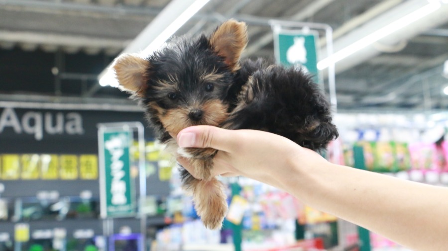 手乗りサイズワンちゃん | ヨークシャーテリア （119129） - ペットショップ マルワン梅島 東京都足立区