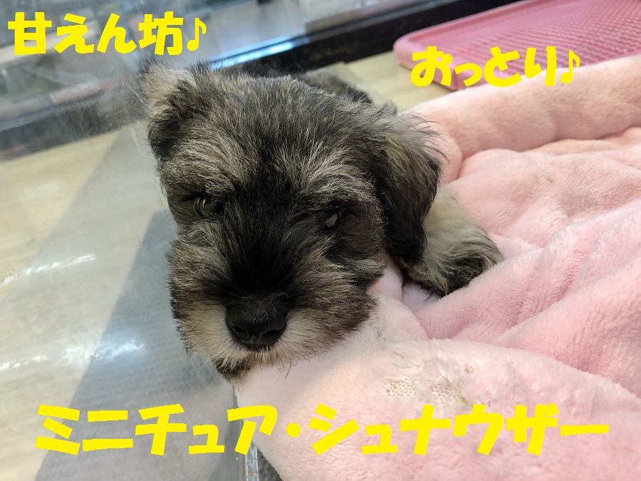 【 ミニチュアシュナウザー 】チャームポイントはおひげだけじゃない！被毛の美しさにも大注目です！No.119128