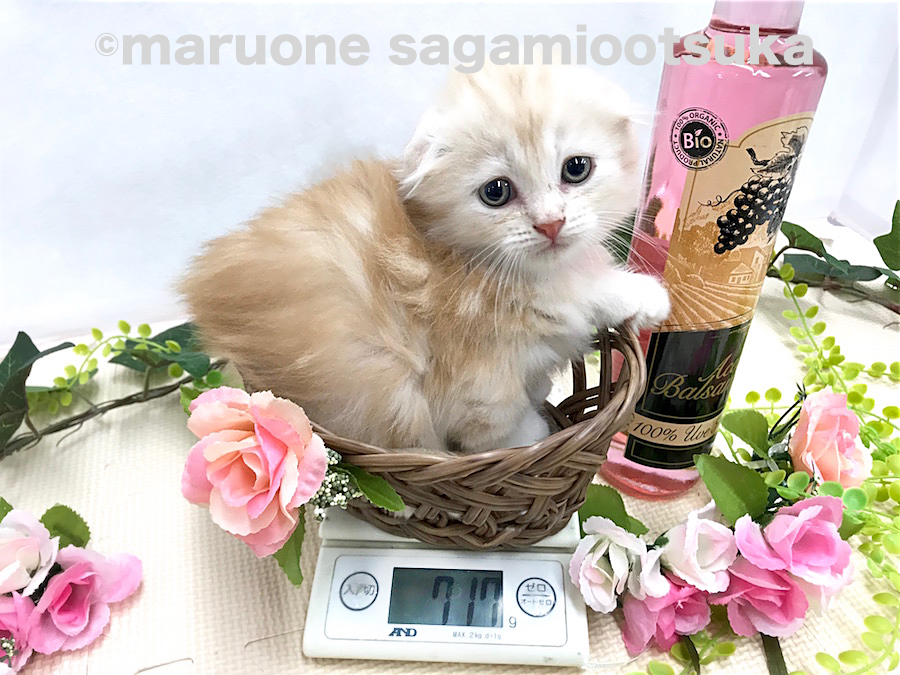 生後55日時点の体重は717g！ | マンチカン （814480） - ペットショップ マルワン相模大塚 神奈川県大和市