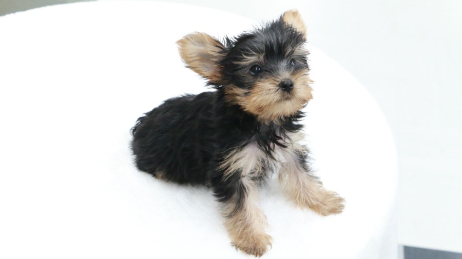 動く姿はもう天使か…！ | ヨークシャーテリア （119129） - ペットショップ マルワン梅島 東京都足立区