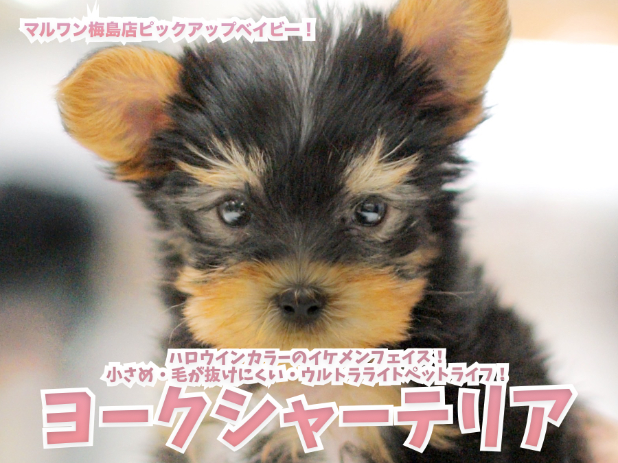 【 ヨークシャーテリア 】ハロウィンカラーのイケメンフェイス！小さめ・毛が抜けにくい・ウルトラライトペットライフ！梅島店No.119129