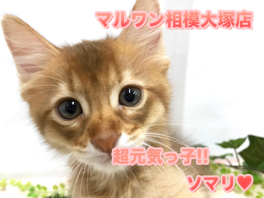 【 ソマリ 】元気一杯のソマリくんの魅力をご紹介♡ウットリしてるお顔が可愛すぎる♪相模大塚店No.814484