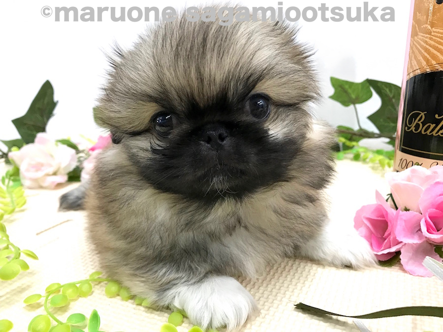 チャームポイントは四肢に履いている白い靴下！ | ペキニーズ （814483） - ペットショップ マルワン相模大塚 神奈川県大和市