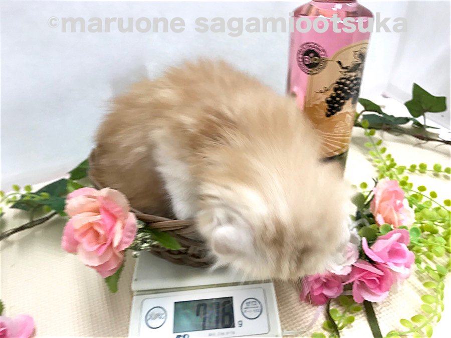 体重をチェックするマンチくん | マンチカン （814480） - ペットショップ マルワン相模大塚 神奈川県大和市