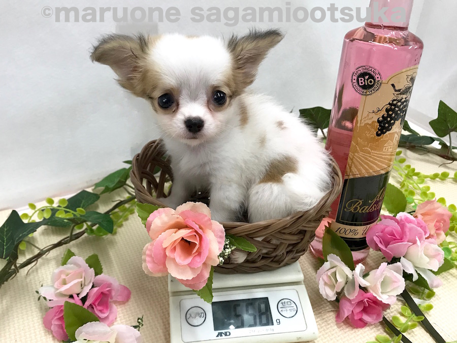 生後57日時点での体重は558g | チワワ（ロングコート） （814481） - ペットショップ マルワン相模大塚 神奈川県大和市