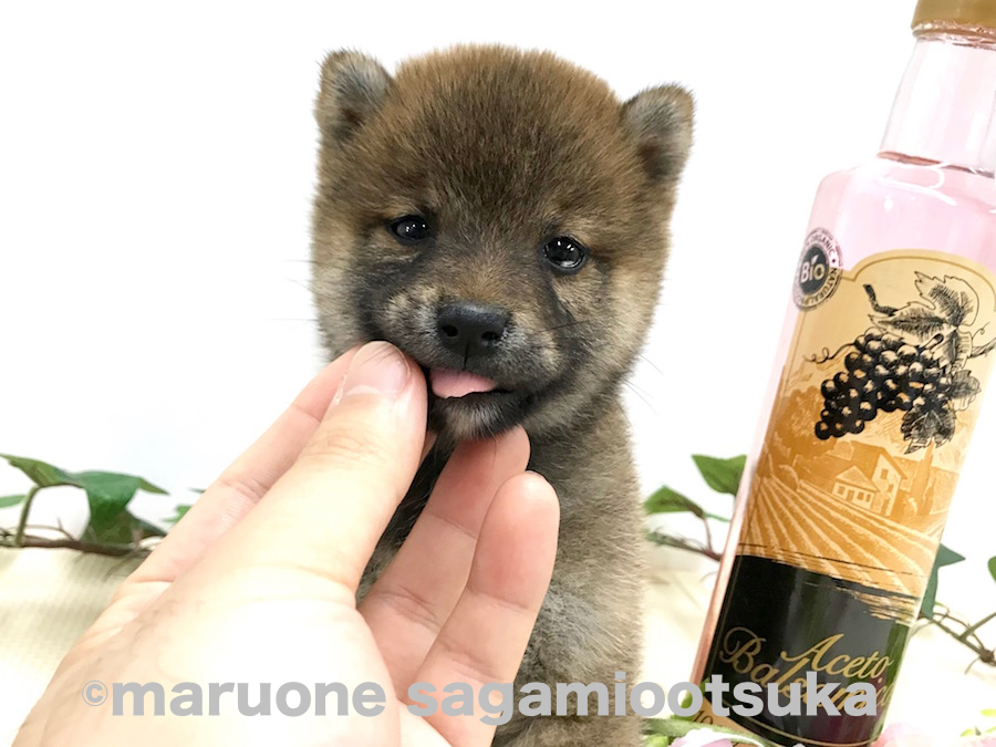 スキンシップ | 豆柴 （814485） - ペットショップ マルワン相模大塚 神奈川県大和市