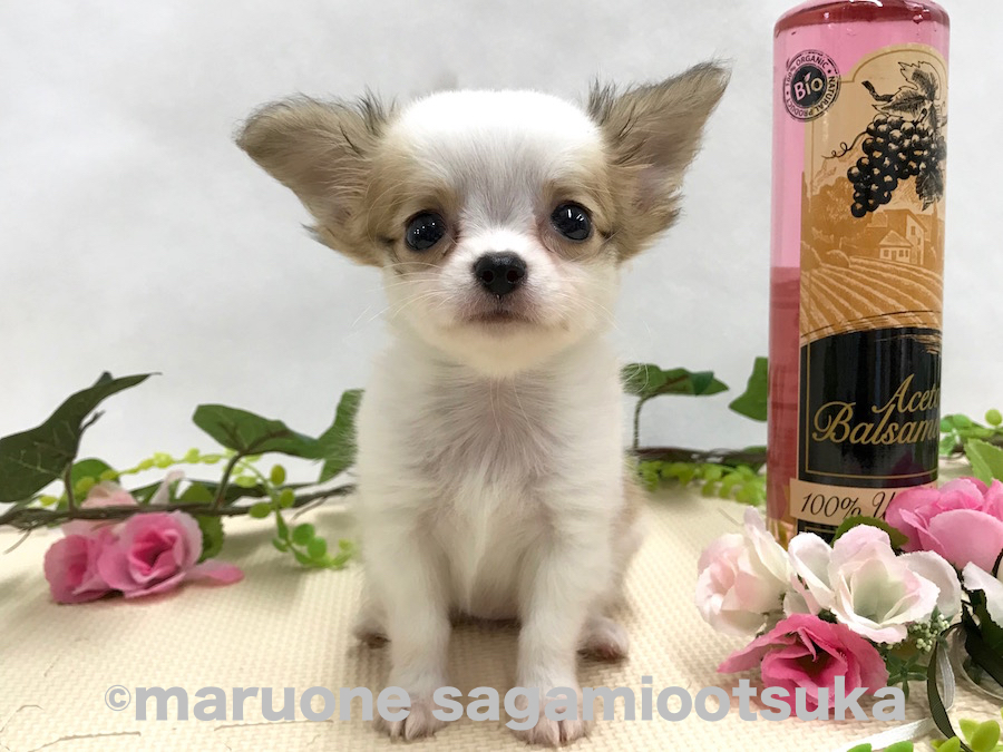 ピシッとおすわり | チワワ（ロングコート） （814481） - ペットショップ マルワン相模大塚 神奈川県大和市