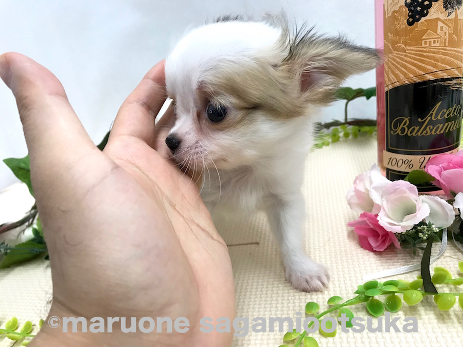 とっても小さい | チワワ（ロングコート） （814481） - ペットショップ マルワン相模大塚 神奈川県大和市