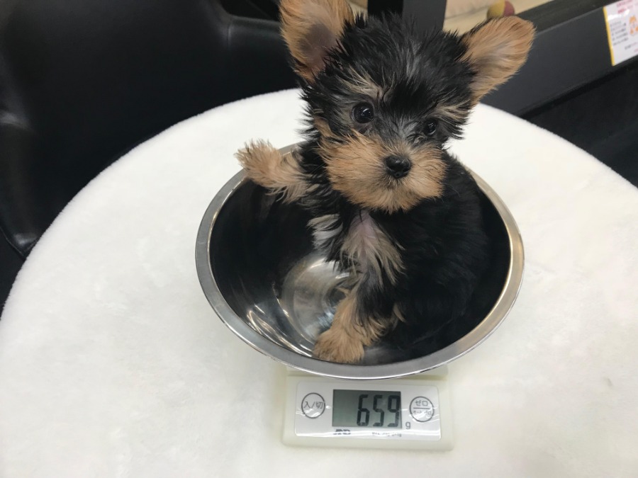 体重は659g | ヨークシャーテリア （119129） - ペットショップ マルワン梅島 東京都足立区