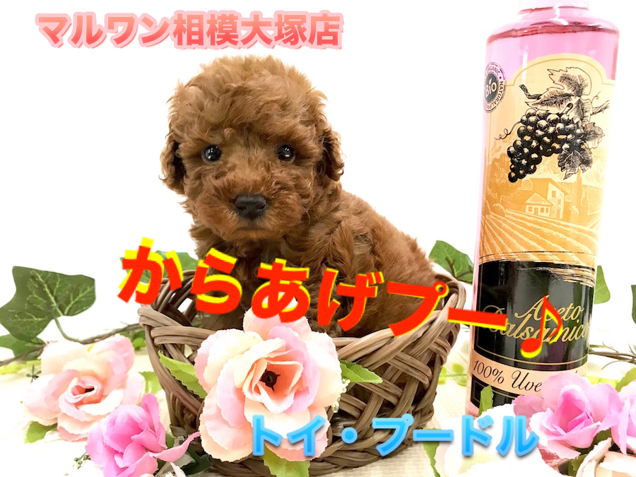 【 小さめ トイ・プードル 】将来はタイニーサイズ！この秋は濃厚レッドのトイプーくんとお月見はいかが？：ペットショップマルワン相模大塚店（神奈川県大和市）｜子犬情報No.814478