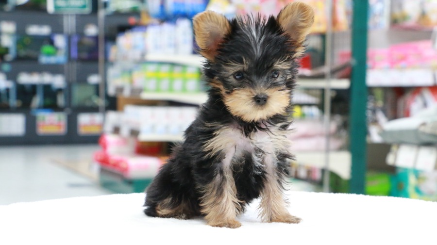 被毛は光沢があり艶やか | ヨークシャーテリア （119129） - ペットショップ マルワン梅島 東京都足立区