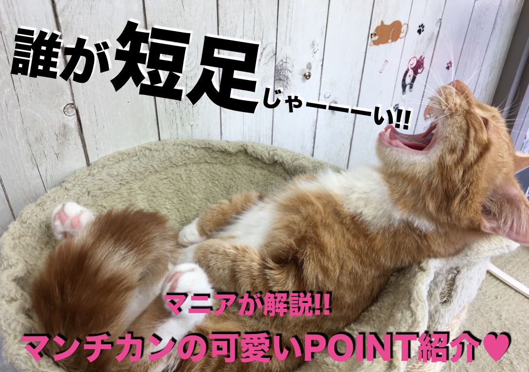 【 マンチカン特集 】「ラッコさん眠り」って知ってます？マニアが思うマンチカンの可愛いPOINTとあるある検証動画!!：マルワン大倉山店作