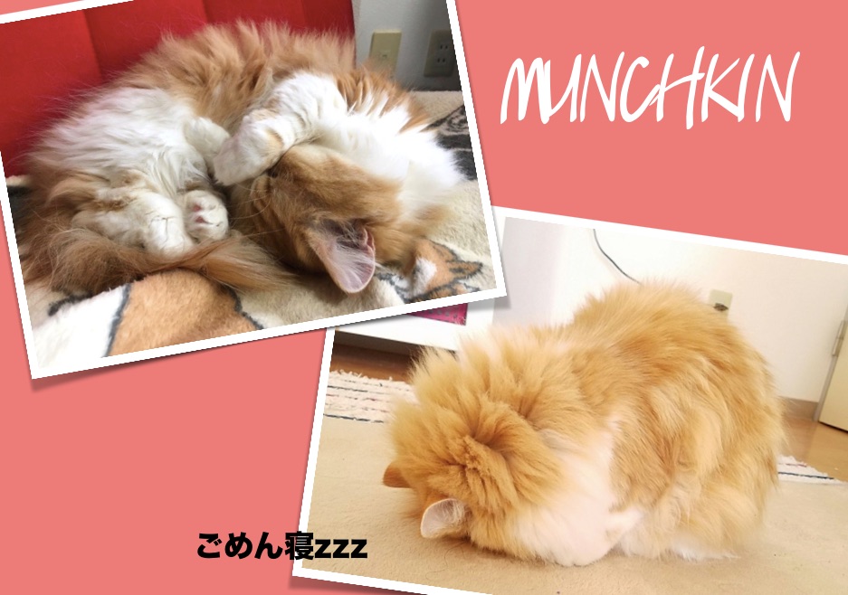 愛猫マンチカンの紅さん | マンチカン特集