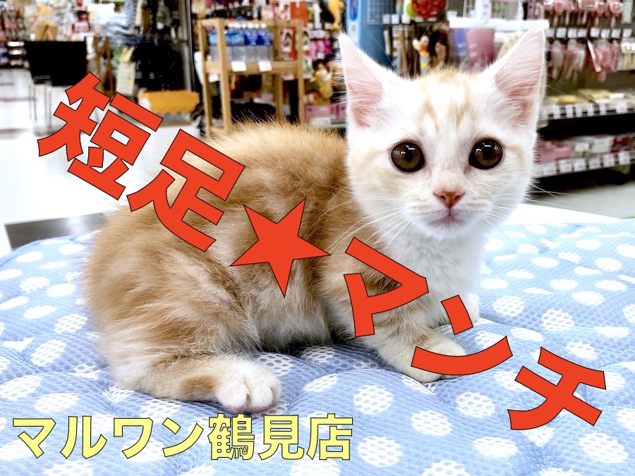 【 マンチカン 】The短足！！鶴見店自慢の超癒し系おっとりボーイ☆Ｎｏ.713593