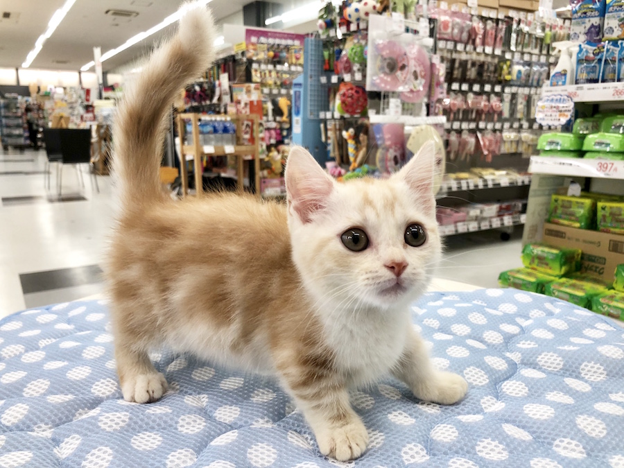 ネコちゃんと暮らすことが初めての人にもオススメ | マンチカン （713593） - ペットショップ マルワン鶴見 神奈川県横浜市鶴見区