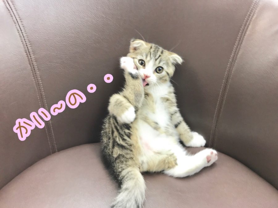 激カワポーズ | スコティッシュ・フォールド （914393） - ペットショップ マルワン志村坂下 東京都板橋区
