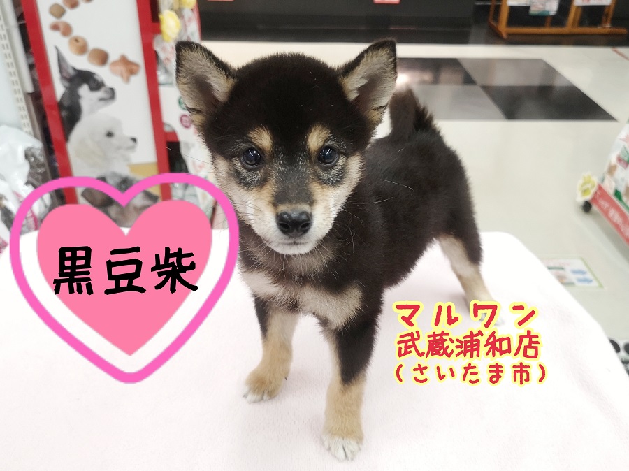 【 黒豆柴 】両親共に５kg台！キリッと賢いまろ眉ベイビー！！ 武蔵浦和店No.412719