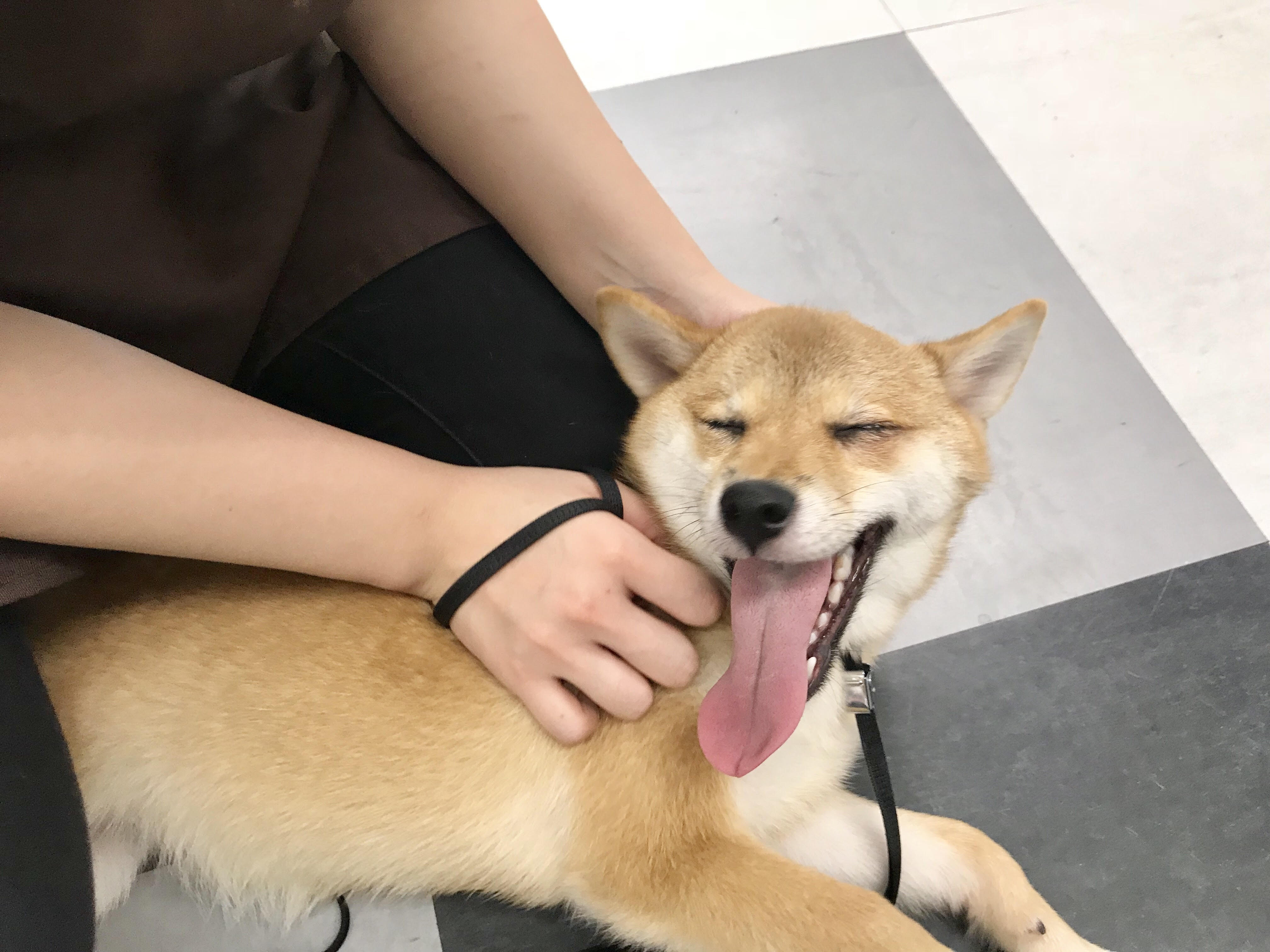 胸元から頬にかけての白と赤のグラデーション被毛 | 柴犬 （119121） - ペットショップ マルワン梅島 東京都足立区