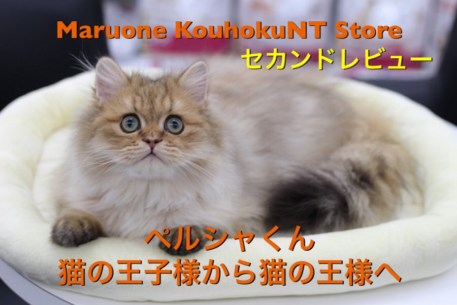 【 ペルシャ 】心も体もゴージャスに！王子様から王様に変身中のセカンドレビュー！ 港北NT店NO.311799