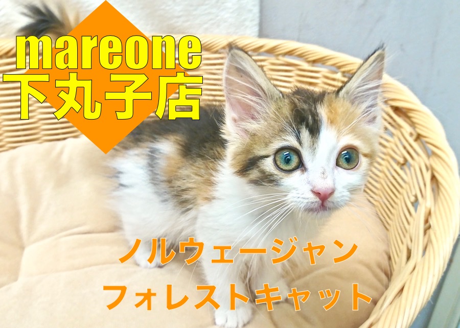 【 ノルウェージャンフォレストキャット 】猫好き店長イチオシ！明るく陽気なニャンコをご紹介します！下丸子店No.116284
