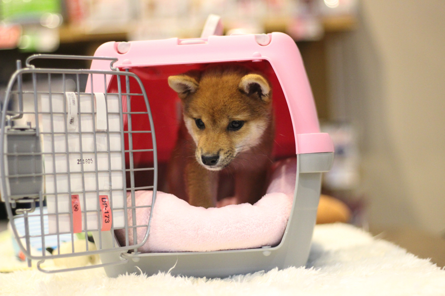 クレートトレーニング | 豆柴 柴犬 （11587） - ペットショップ マルワン白楽 神奈川県横浜市