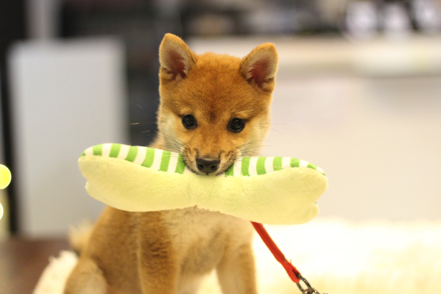 トレーニングが終わったらたくさん褒めて上げましょう！ | 豆柴 柴犬 （11587） - ペットショップ マルワン白楽 神奈川県横浜市