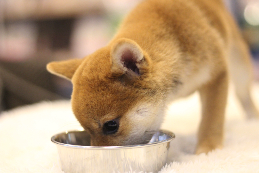 元気に遊んだ後はごはんタイム | 豆柴 柴犬 （11587） - ペットショップ マルワン白楽 神奈川県横浜市