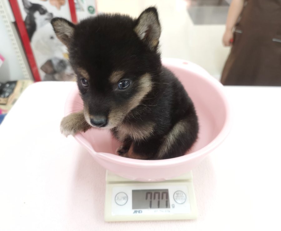 生後50日で777ｇ | 豆柴 柴犬 （412719） - ペットショップ マルワン武蔵浦和 埼玉県さいたま市