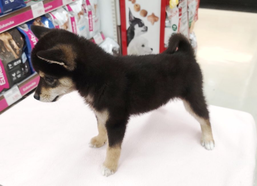 10/2時点で、体高21cm | 豆柴 柴犬 （412719） - ペットショップ マルワン武蔵浦和 埼玉県さいたま市