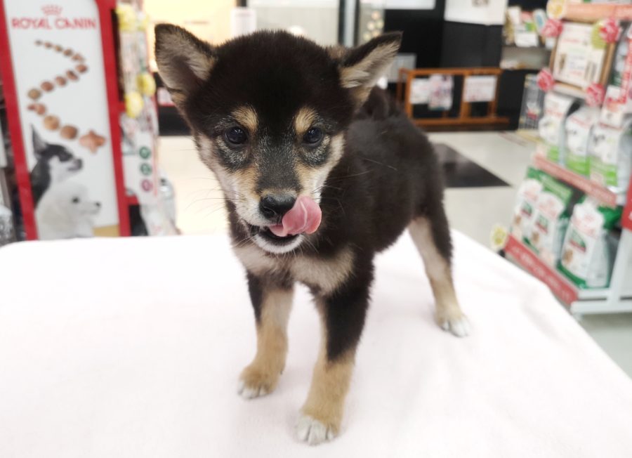 お利口さんに育っている黒豆くん♪ | 豆柴 柴犬 （412719） - ペットショップ マルワン武蔵浦和 埼玉県さいたま市